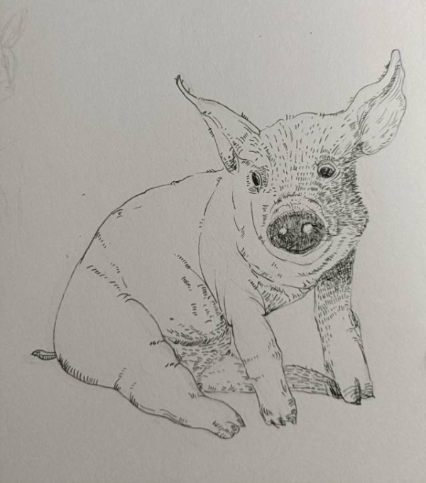 猪_线描画