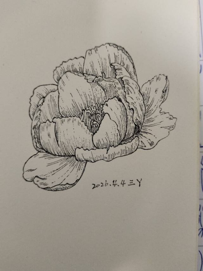 春天_线描画