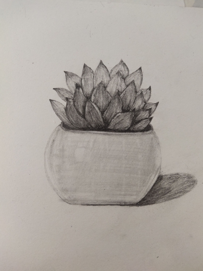 多肉一组_线描画