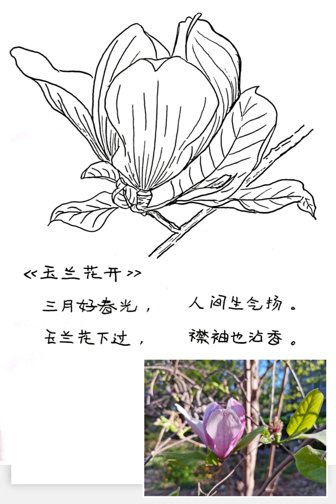 玉兰花_线描画