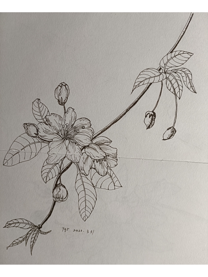 。。。。。虽然是年初。。我还是很努力滴。。。_线描画