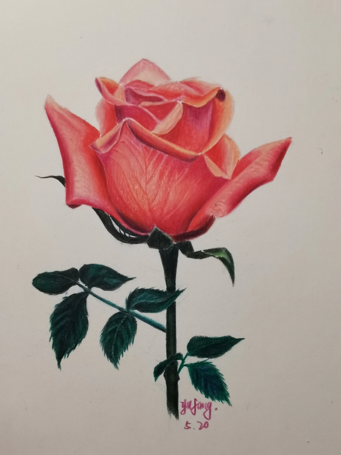玫瑰? _线描画