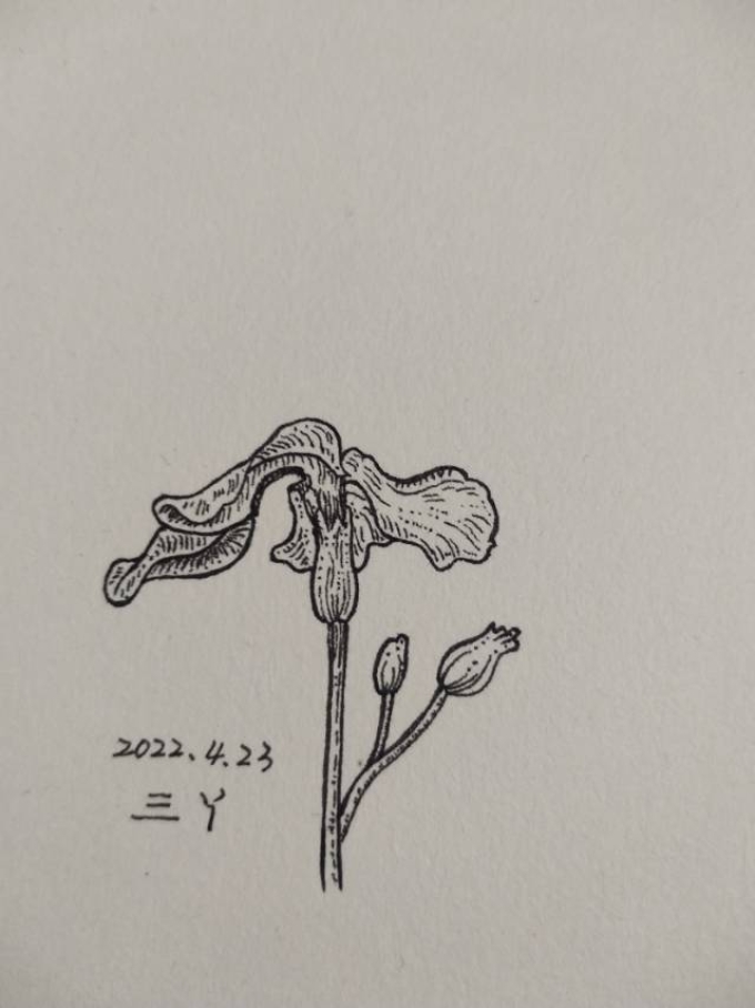 错过春天_线描画