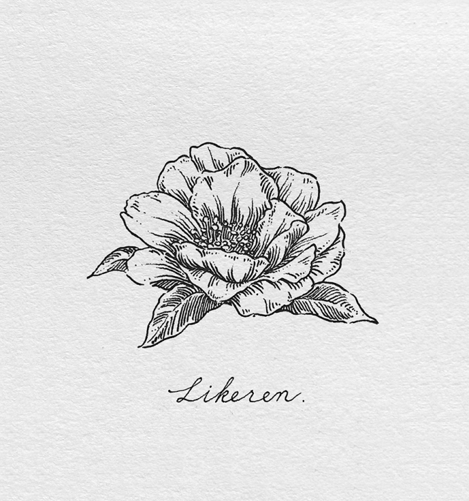 茶梅_线描画