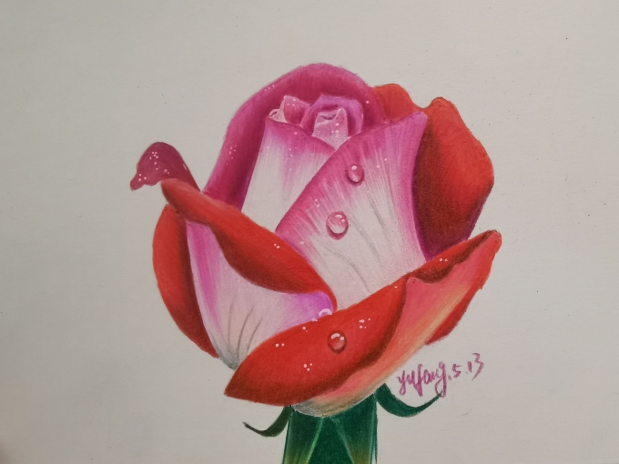月季花_线描画