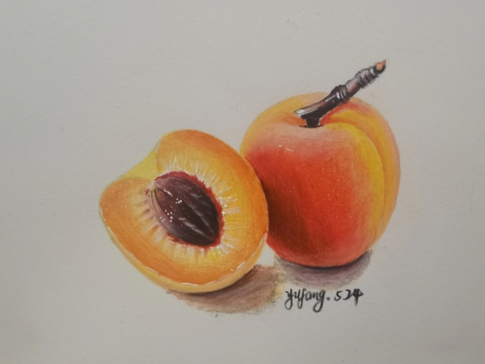 杏_线描画