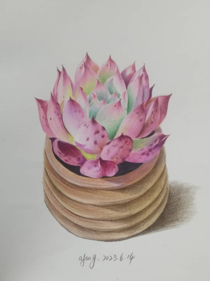 彩铅多肉_线描画