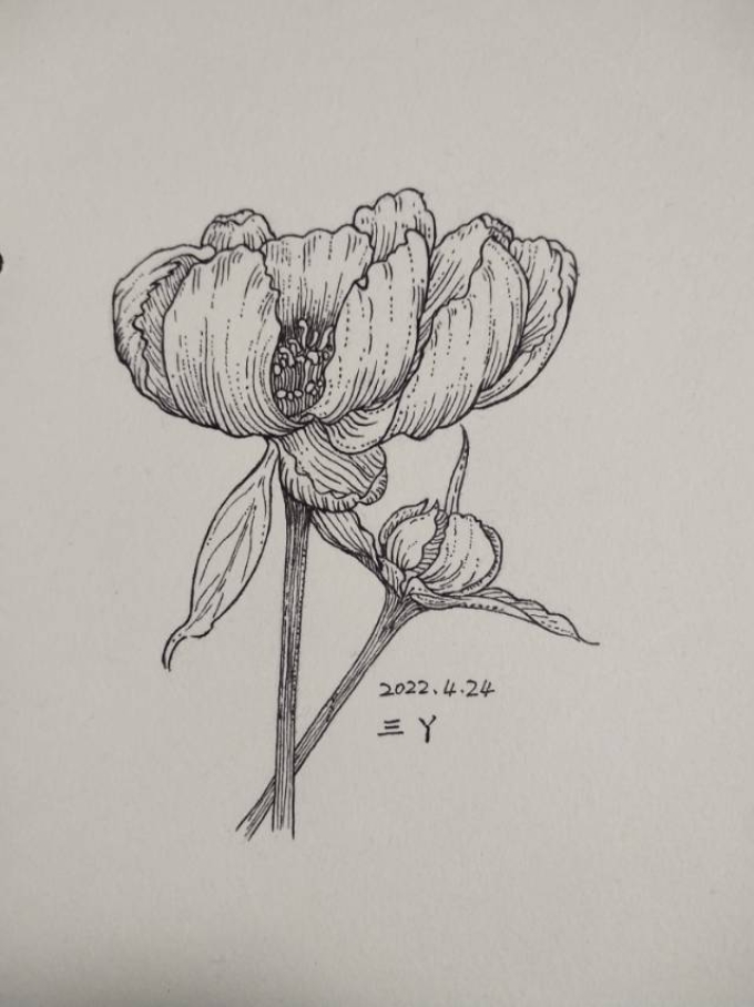 错过春天_线描画