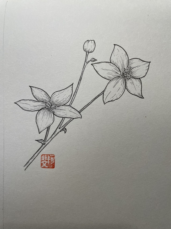 春天的花花3_线描画