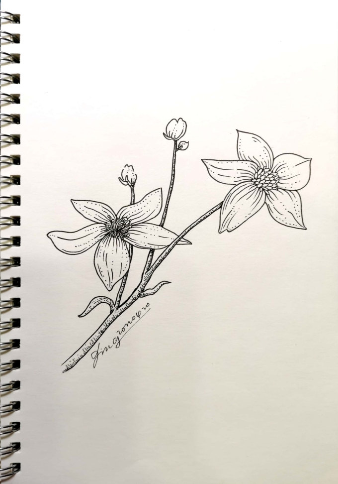 D3～_线描画