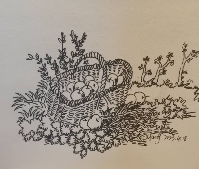 每日一画_线描画