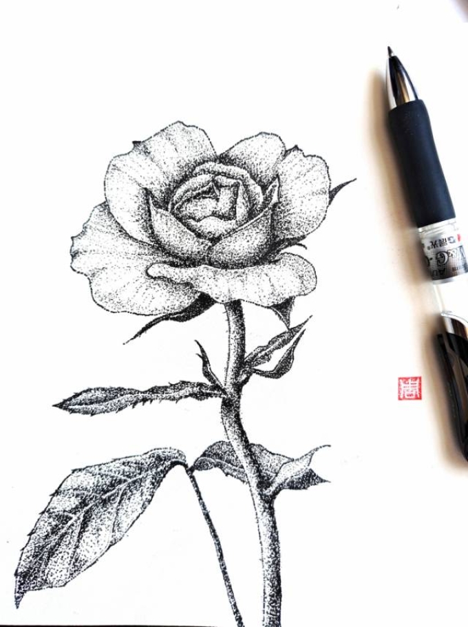 玫瑰_线描画