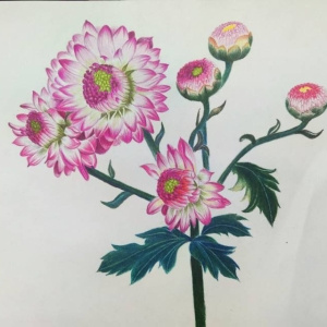 彩铅花卉