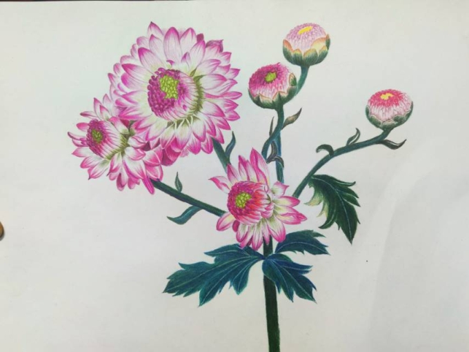 彩铅花卉_线描画