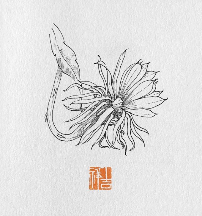昙花_线描画
