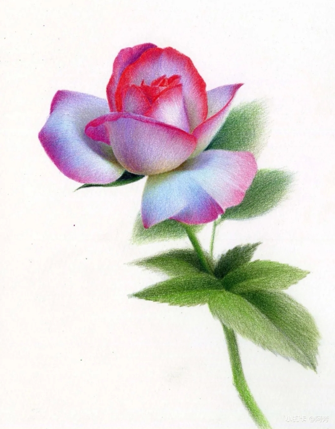 每日一画_线描画