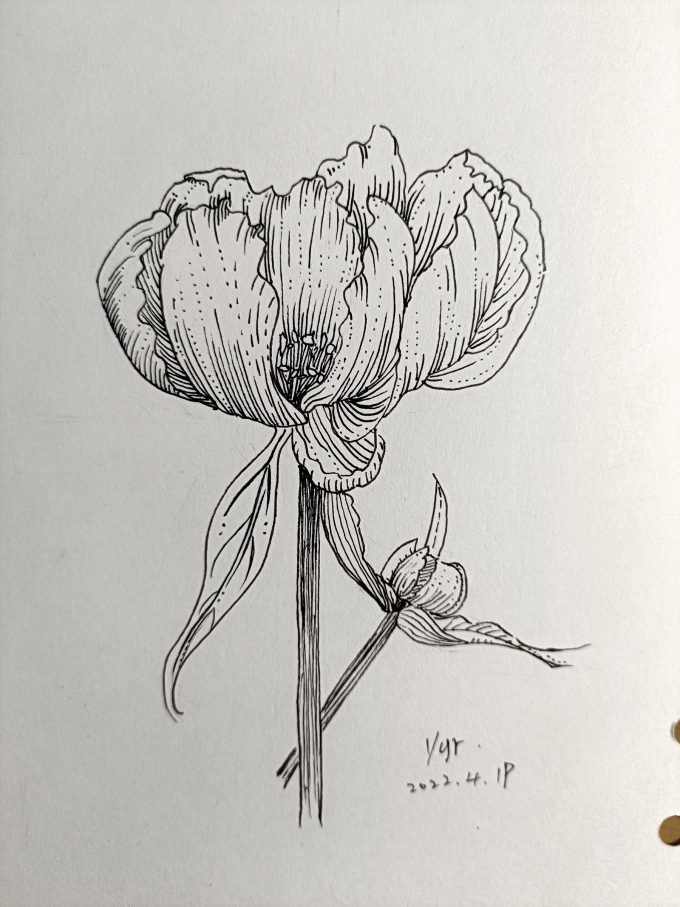 填坑系列五_线描画