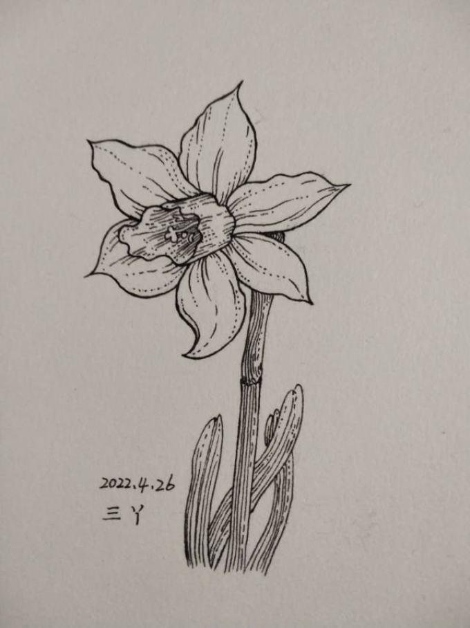 错过春天_线描画
