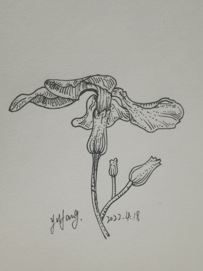 二月兰_线描画