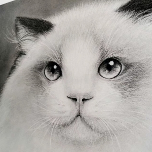 要做一只快乐的小猫咪