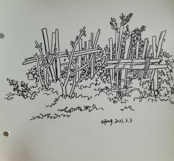 每日一画_线描画