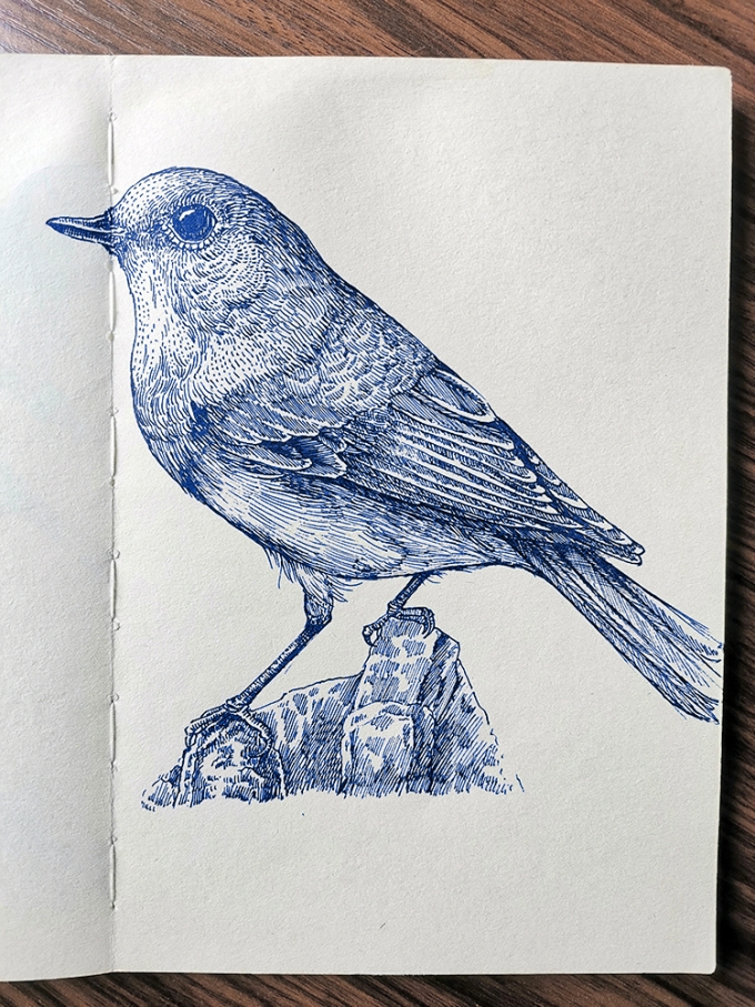 石头上的小鸟_线描画