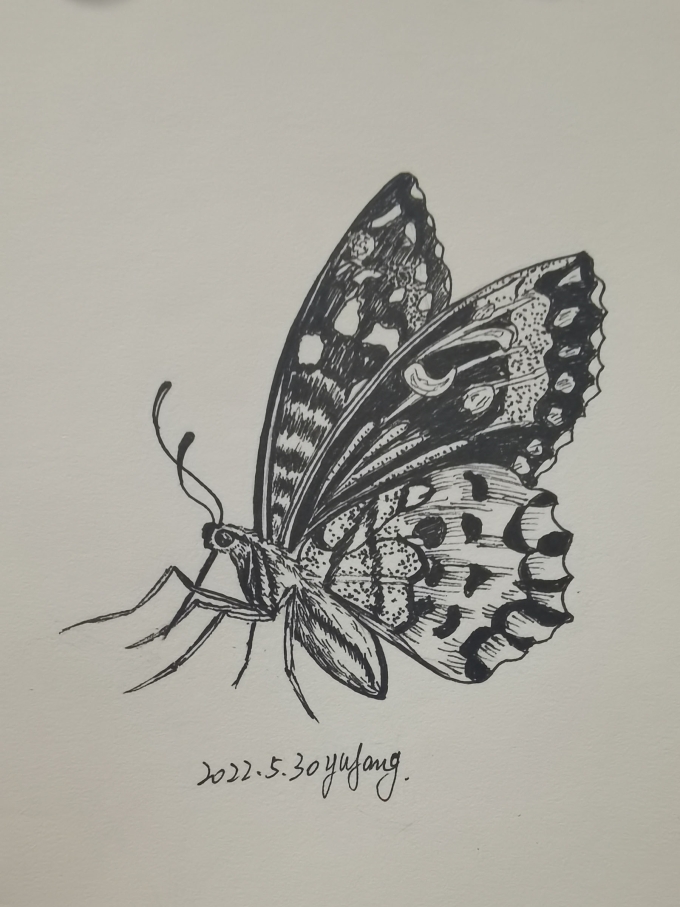 蝴蝶_线描画