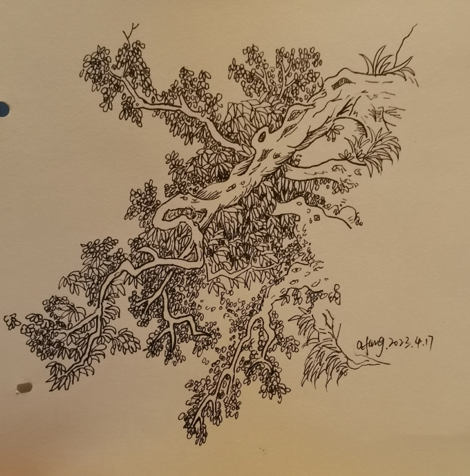倒垂古树_线描画