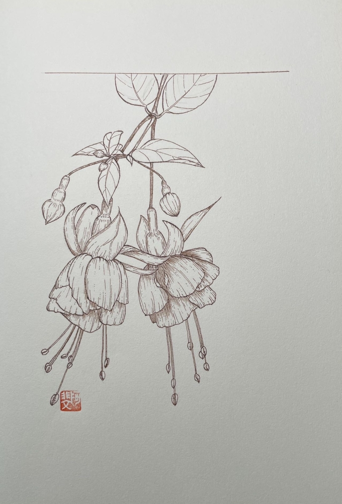 倒挂金钟_线描画